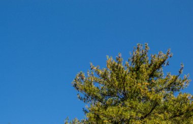 Çiçeksel arka plan dokusu olarak ağaç yaprakları