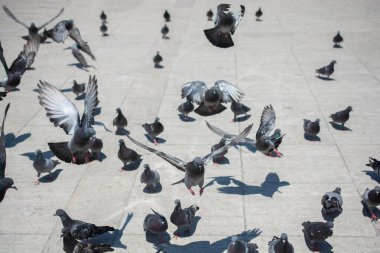 Güzel güvercin kuşları, şehir güvercinleri şehir ortamında yaşıyor.