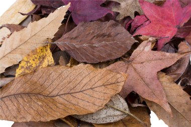 Dried leaves isolated on dark background.. Beautiful dry  Leaves.