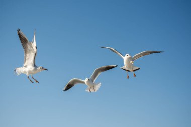 Arka plan olarak mavi gökyüzünde uçan martı.