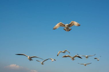 Martılar mavi gökyüzünde uçuyor