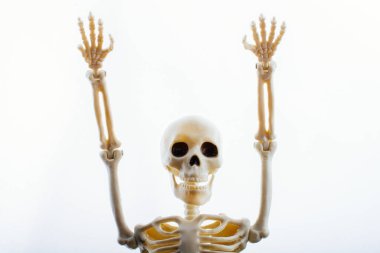 Tıbbi anatomi bilim kliniği konsepti için insan iskeleti modeli.