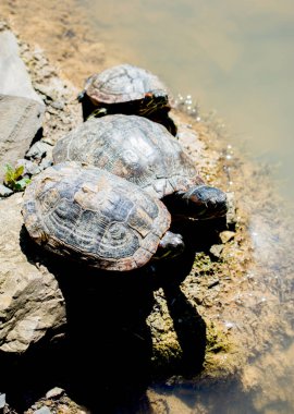 Küçük bir gölün kenarında bulunan kaplumbağalar.