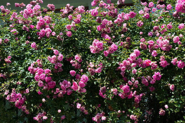 Красивые свежие розы на природе