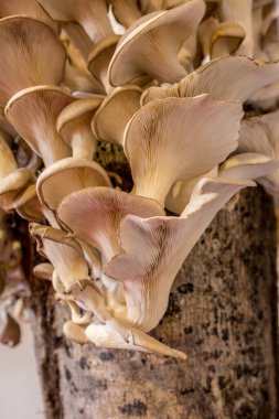 Mantarlar sonbaharda ağaçlara dikilir.