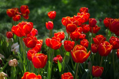Bahar bahçesinde renkli lale çiçekleri açar.