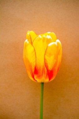 Renkli lale çiçeği renkli arka planda çiçek açar.