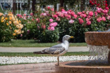 Parkta gül taşıyan tek bir martı.