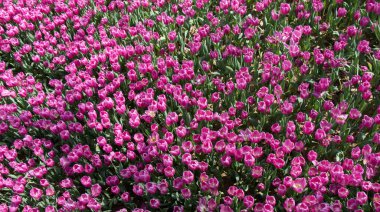 Çiçek arkaplanı olarak çiçek açan renkli lale çiçekleri