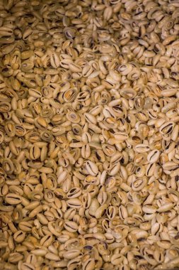 Dekoratif amaçlar için toplanan deniz kabukları.