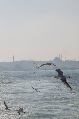 Istanbul Türkiye'de gökyüzünde uçan martılar