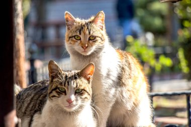 Başka bir evsiz sokak kedileri portresi