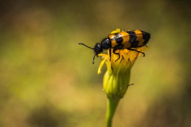 Doğada bir çiçekle beslenen böcek.