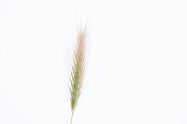 Beyaz zemin üzerinde bir buğday