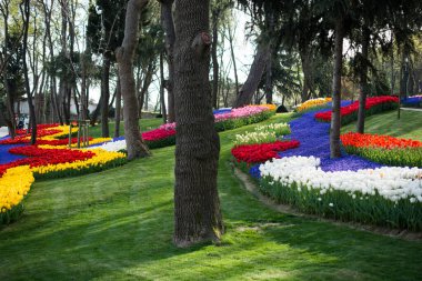 Baharda lalelerin çeşitli renkleriyle dolu lale bahçesi