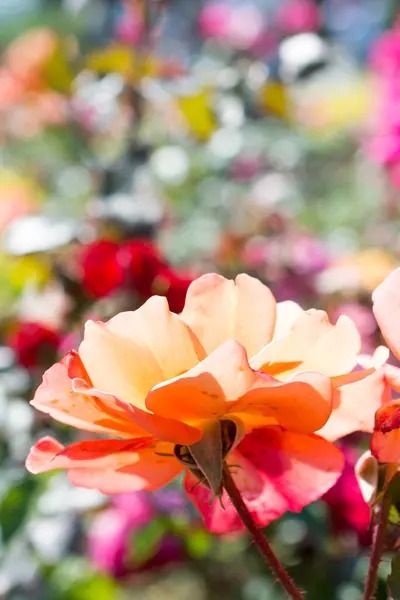 stock image Beautiful rose in nature background