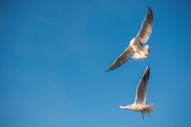 Mavi gökyüzünde uçan martılar görüldü