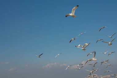 Martı gökyüzünde uçuyor. Özgürlük kavramı olarak uçan martı.