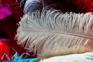 Beyaz arkaplana yerleştirilmiş renkli dekoratif tüy koleksiyonu