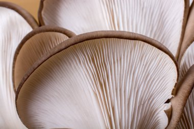 İstiridye mantarı ya da Pleurotus ostreatus kolayca ekilmiş mantar.
