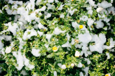 Baharın ilk çiçekleri karların altında bir bahçede