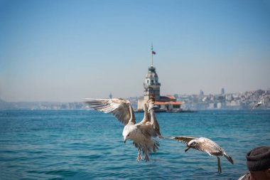 Arkasında Bakire Kulesi olan bir gökyüzünde martı.