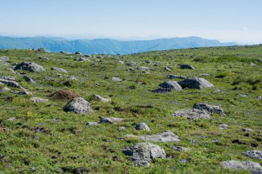 Türkiye 'nin Artvin kentinde yaz mevsiminde dağlık çayırlarda yabani otlar