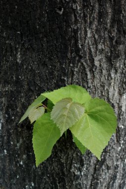 Bahar mevsiminin yeşil yaprakları