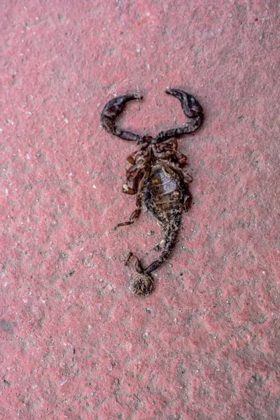 stock image A dead scorpion on a street in the view