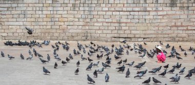 Güzel güvercin kuşları, şehir güvercinleri şehir ortamında yaşıyor.