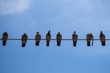 Güvercin kuşları mavi gökyüzü arkaplanlı tellerin üzerine tünediler.