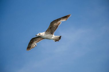 Arka plan olarak bulutlu bir gökyüzünde uçan tek bir martı.