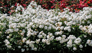 Çiçek arkaplanı gibi güzel renkli güller açıyor.