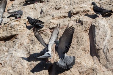 Güvercinler arka planda oturuyor.