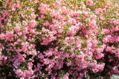 Pembe çiçekli zakkum ağacı dalları (Neryum zakkum)