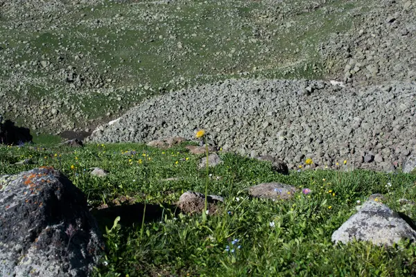 Türkiye 'nin Artvin kentinde yaz mevsiminde dağlık çayırlarda yabani otlar