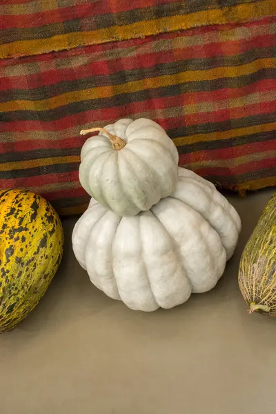 stock image Two white pumpkins on top of each other near melons in display