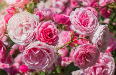 Bahar bahçesinde çiçek açan güzel güller