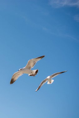 Martılar çifti deniz sular gökte uçuyor