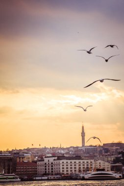 Istanbul Türkiye'de gökyüzünde uçan martılar