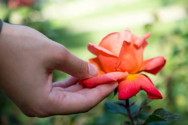 Güzel renk bir güneşli bahar gününde gül