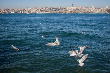 Martılar deniz suyunun üzerindedir.
