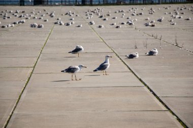 Martılar beton zeminde dinleniyorlar.