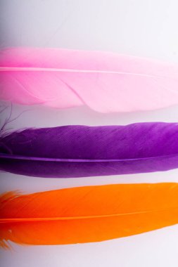 Renkli kuş tüylerinin doku arkaplanı olarak stüdyo fotoğrafı