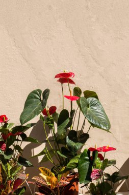 Arka plan olarak güzel taze çiçekler