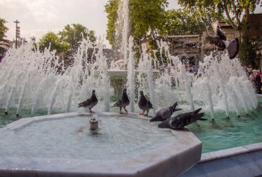 Susamış güvercinler çeşmede sıcak bir günde su içerler.