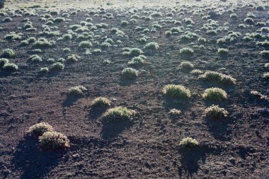 Yeşil çim doku doğa arka plan olarak