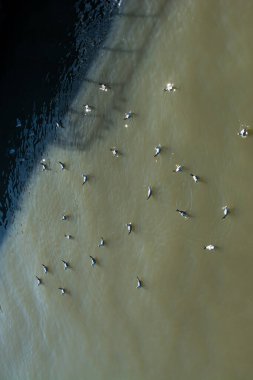 Çamurlu suda oturan beyaz bir martı sürüsü.