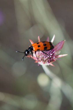 Kırmızı çiçekler doğada beslenirler hata