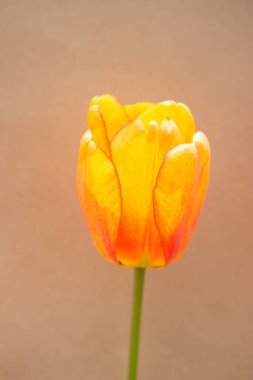 Renkli lale çiçeği renkli arka planda çiçek açar.